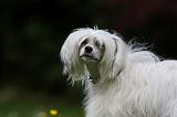 CHIEN NU CHINOIS 202